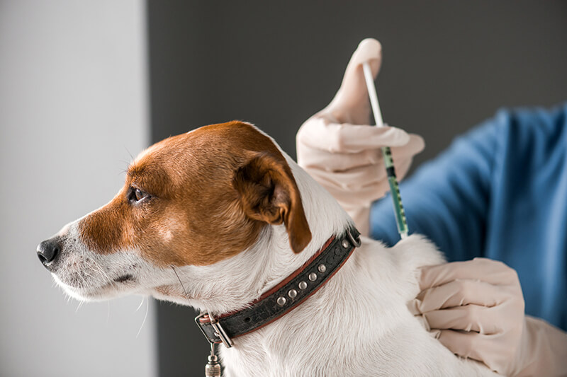 動物のワクチン 予防のご相談は東近江市の 西川動物病院 へ